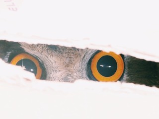 4629