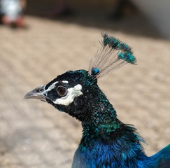 21031