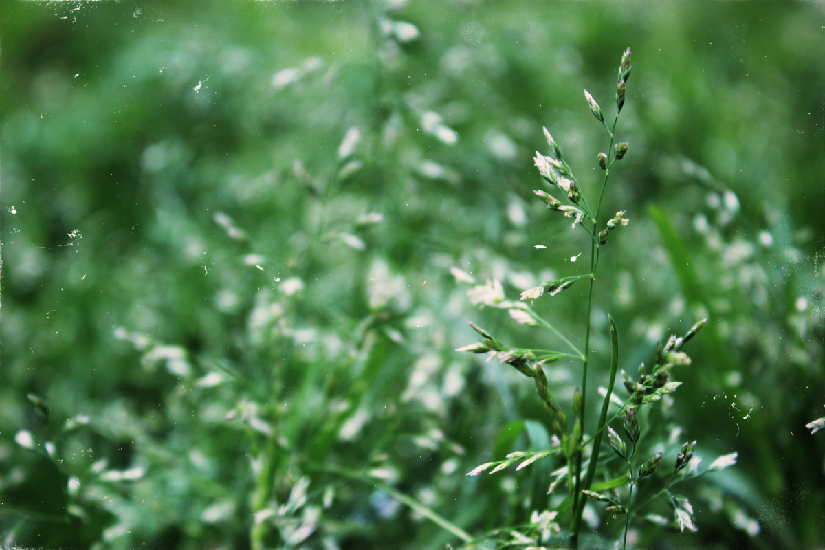 4早熟禾上几张下几张 较旧的评论较新的评论>隐藏登录或使用社交帐号