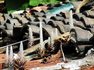 P1180072_副本.jpg