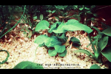 P1180184_副本.jpg