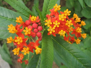 马利筋 萝摩科5