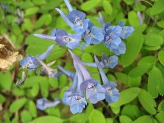延胡索05