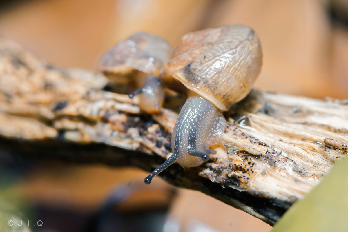 蜗牛～小蜗牛～啊!