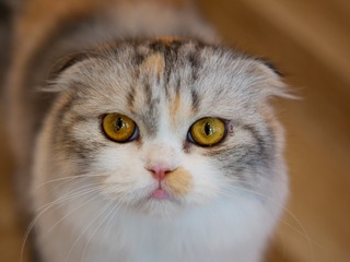75466