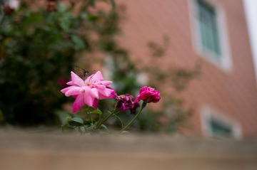 _IGP4627.jpg