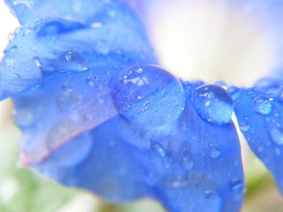 SDC16693.JPG