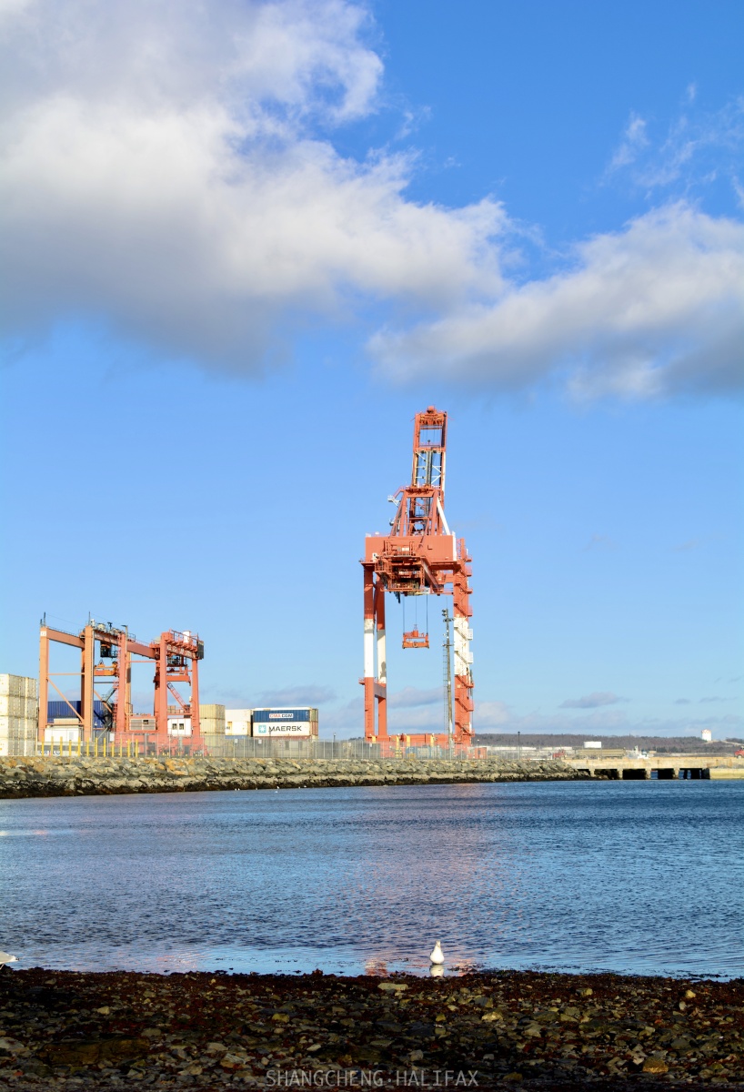 加拿大哈利法克斯港雪后的下午晒太阳的海鸥和忙碌集装箱码头看云卷云