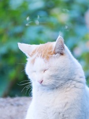 15599