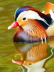 33534