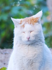 15596