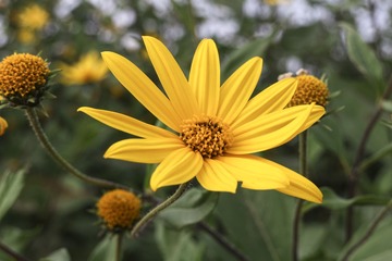 无名花