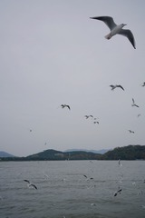 8AA983BF-9783-49EA-9998-84A2C4BBA512/L0/001