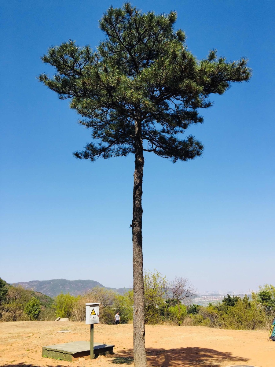 西山顶上一棵松