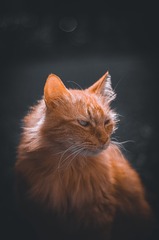46434