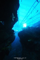 sea03