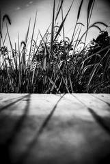 DSC01378.JPG