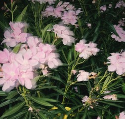 C44587DE-1348-4AB4-933E-1836BD6D88EB/L0/001