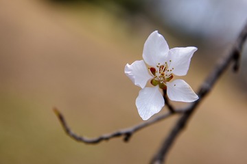 DSC_6353