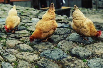 DSC_2842-2.jpg