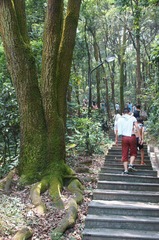 上山小径.JPG