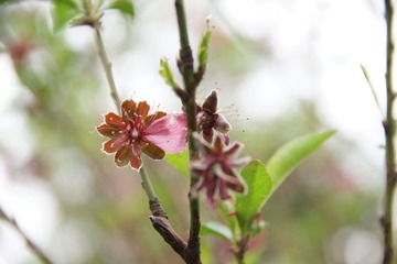 残花
