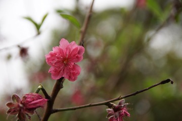 荣与枯