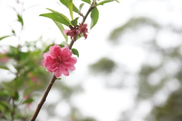 桃花1