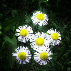 IMG_0043.JPG