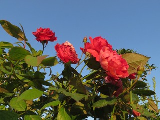 9F1ECB8B-F409-4053-B21A-6C27BFF02591/L0/001