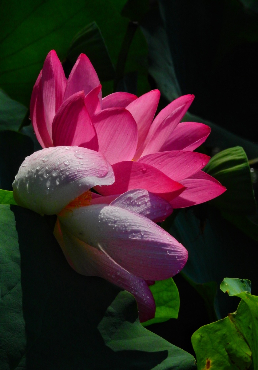 839_1200竖版 竖屏