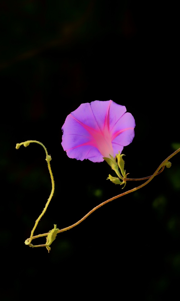 718_1200竖版 竖屏