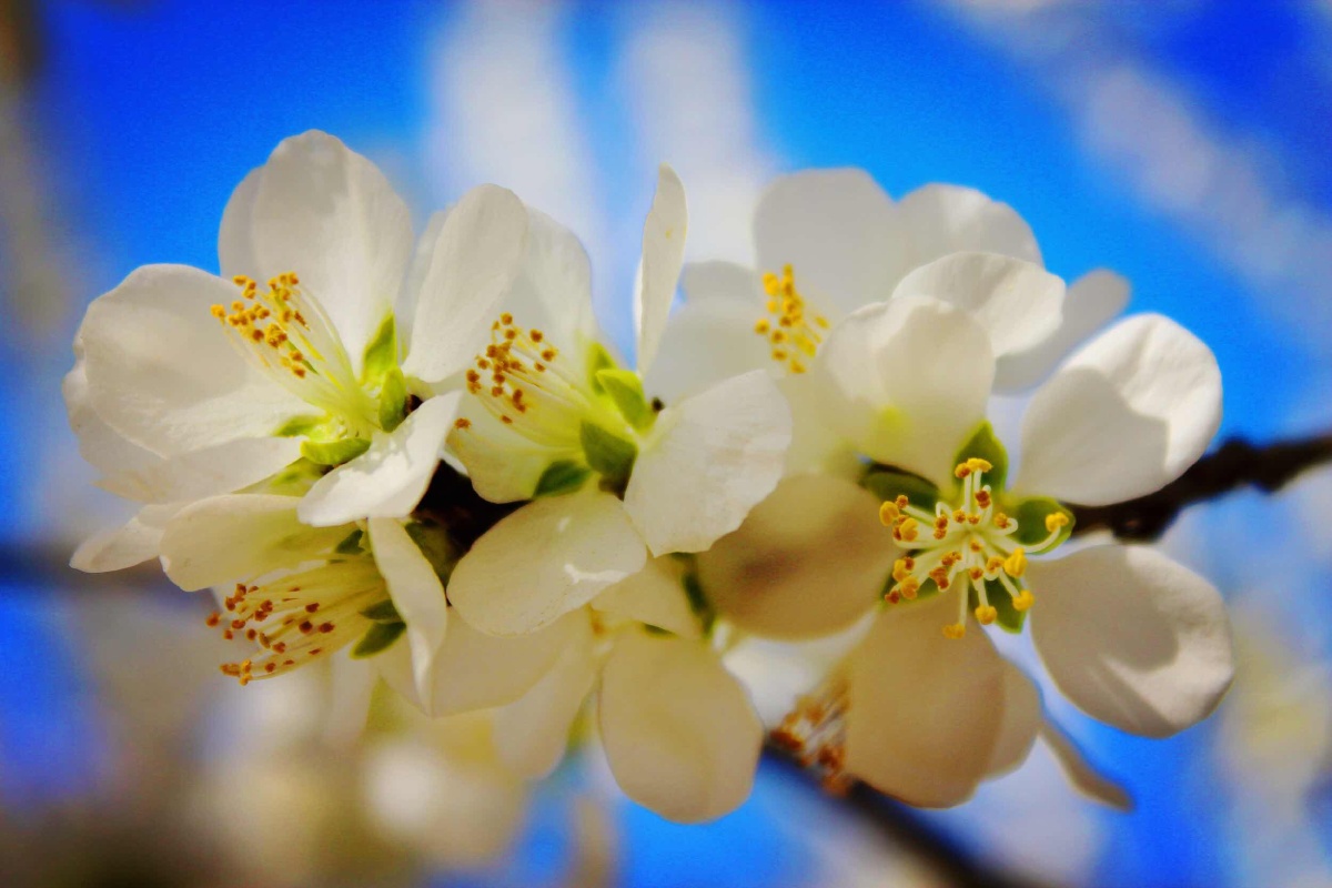 001 - 菊子花开 - 图虫摄影网