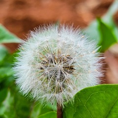 1000015526
