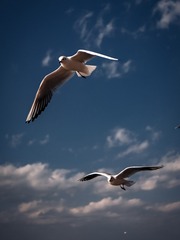 5D44FEBA-657E-48A6-AD15-B54EE805F165/L0/001