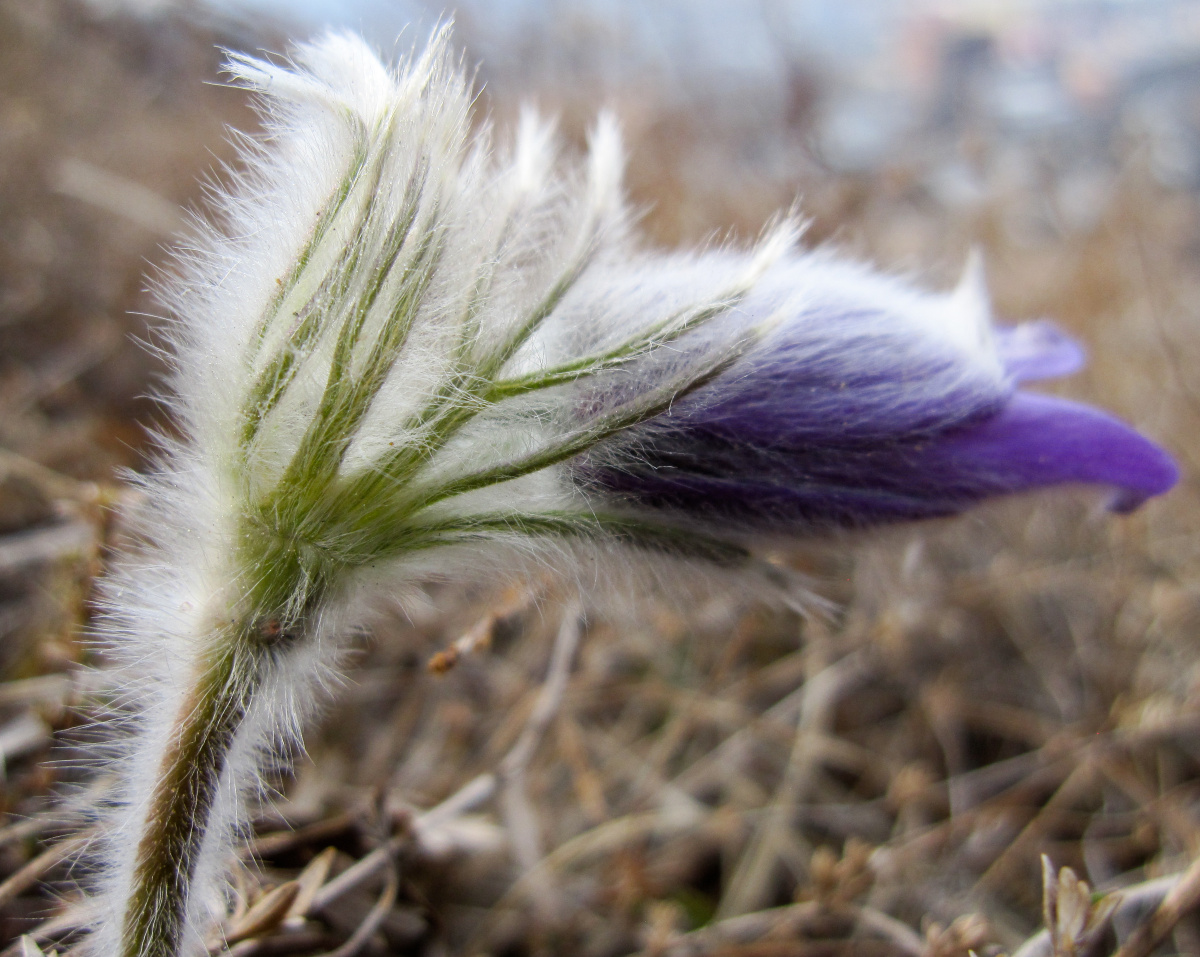神奇美丽的耗子花 - 德刚张 - 图虫