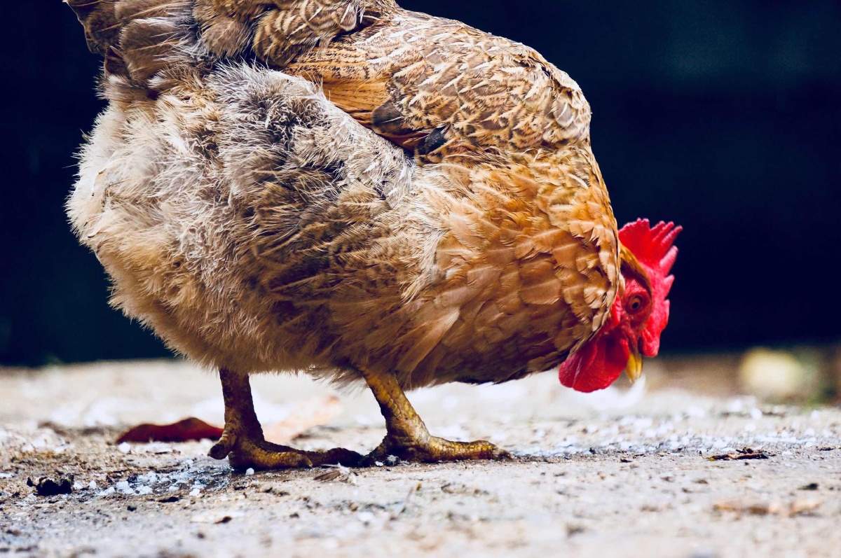 312969293124尴尬 - 冰凉学冷霜寒 - 图虫