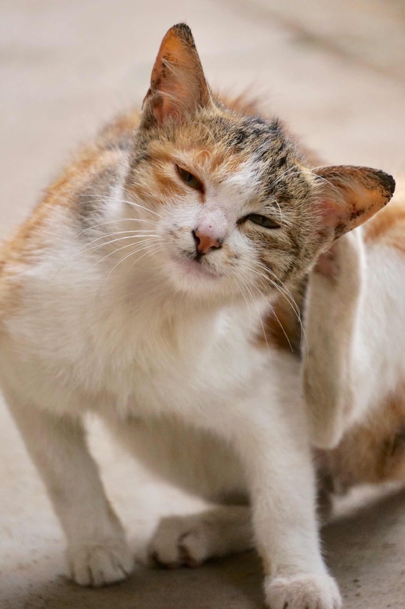 312969293124尴尬 - 冰凉学冷霜寒 - 图虫