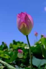 A502FB44-F0ED-40EE-A683-619FA3C658CA/L0/001