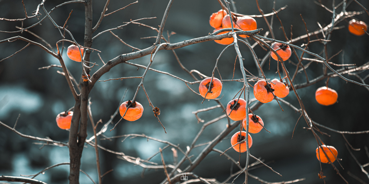 故宫的柿子 - flep - 图虫