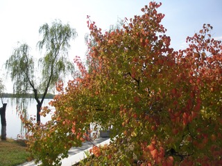 120050