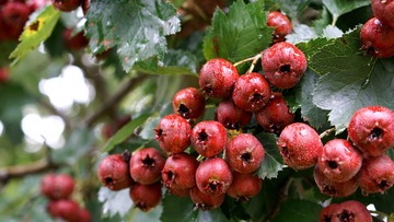 DSC06601_