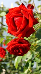 DSC07054_