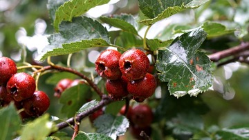 DSC06602_