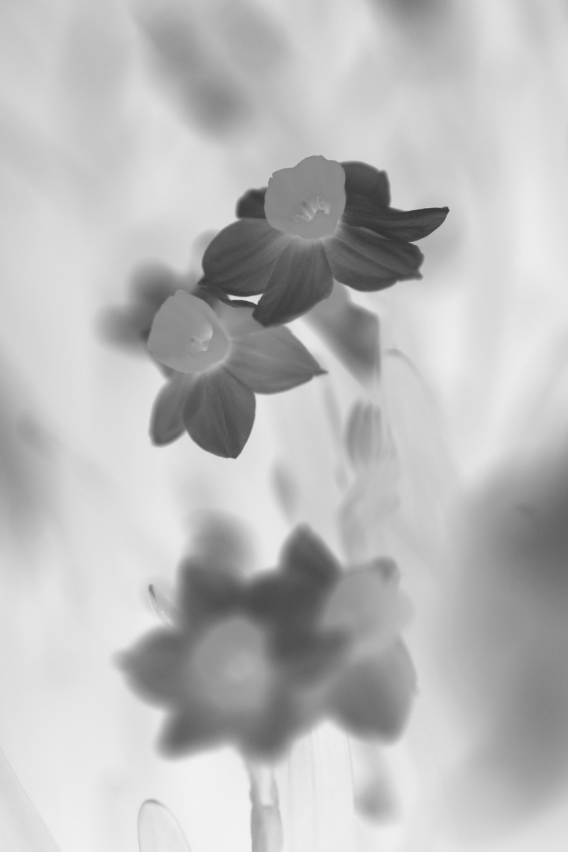 画意摄影水仙花