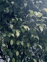 9B7CB6EF-572E-4590-A0C6-552BABC5DE0C/L0/001