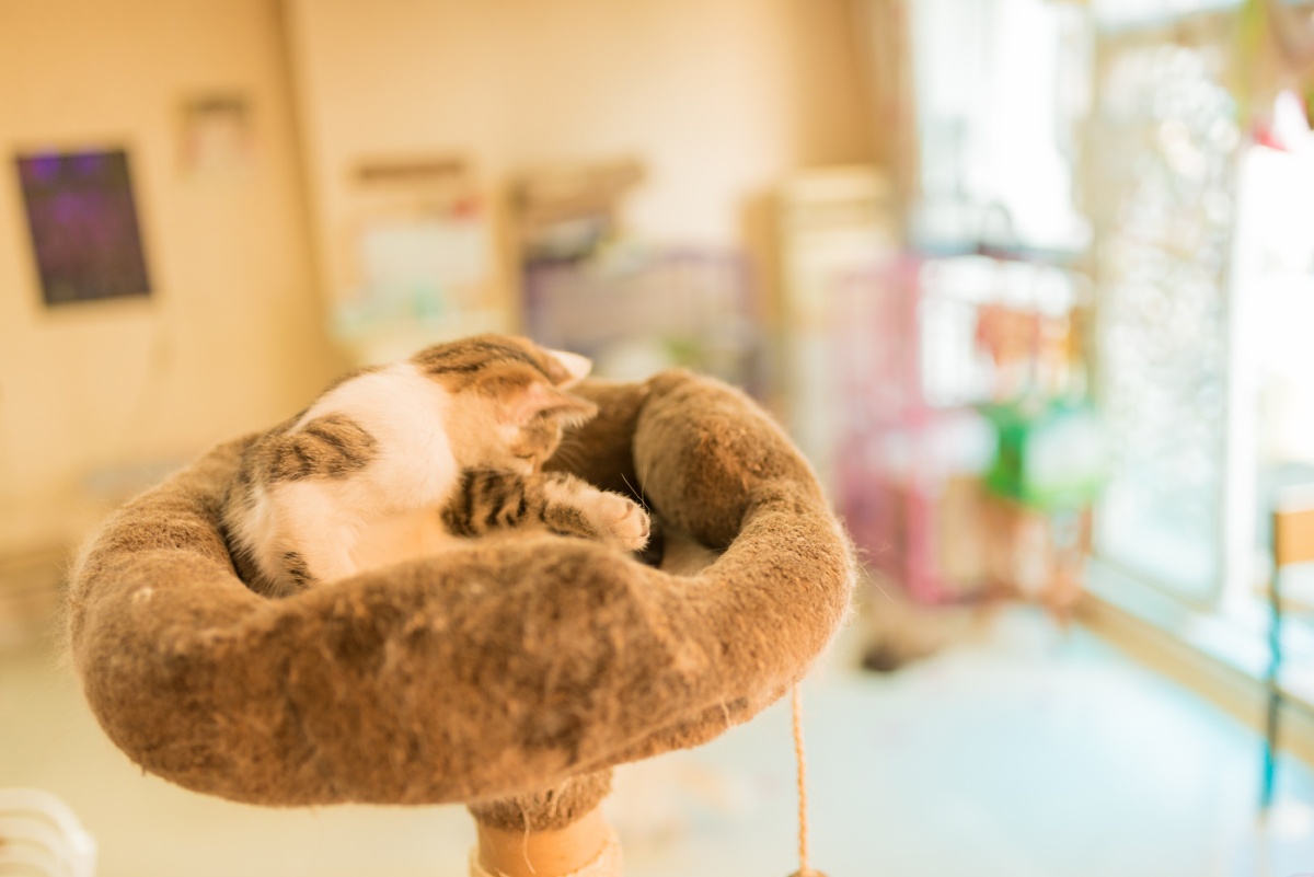 猫舍咖啡屋