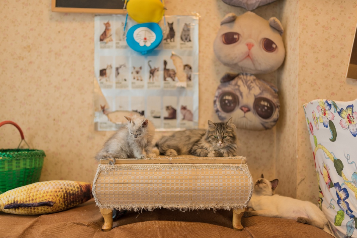 猫舍咖啡屋