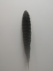17242234