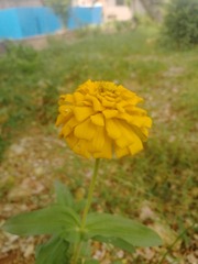 17256473